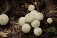 Lycoperdon perlatum
