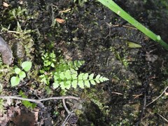 Cystopteris fragilis