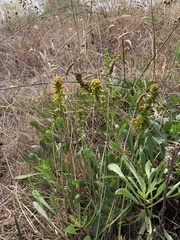 Solidago spathulata
