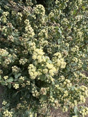 Baccharis pilularis