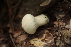 Lycoperdon perlatum
