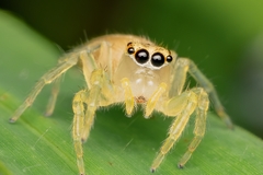 Salticinae