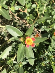 Portulaca umbraticola