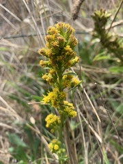 Solidago spathulata