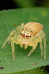 Salticinae
