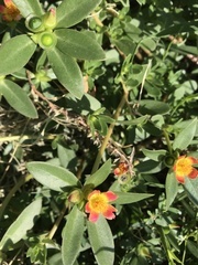 Portulaca umbraticola