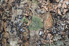 Bacidia schweinitzii