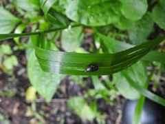 Succinea putris
