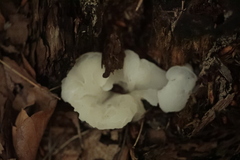 Pseudohydnum gelatinosum