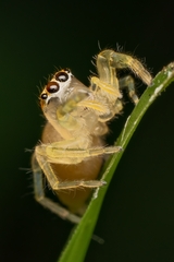 Salticinae