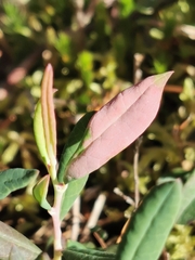 Exobasidium karstenii