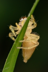 Salticinae
