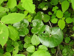 Asarum europaeum