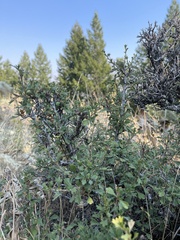 Purshia tridentata