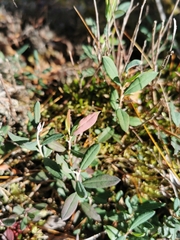 Exobasidium karstenii