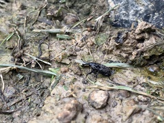 Sphenophorus cariosus