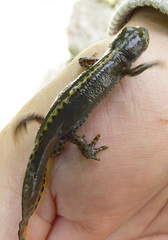 Ichthyosaura alpestris