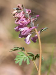 Corydalis solida