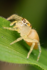 Salticinae