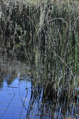 Schoenoplectus lacustris