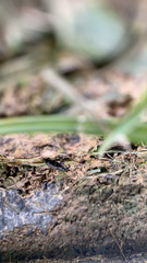 Sphenophorus cariosus