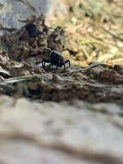 Sphenophorus cariosus