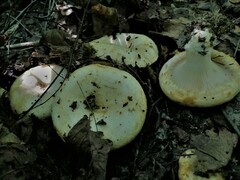 Lactarius resimus