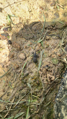 Sphenophorus cariosus