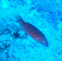 Oxycheilinus digramma