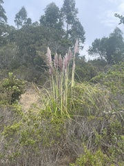 Cortaderia