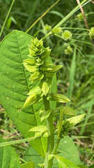 Crotalaria spectabilis