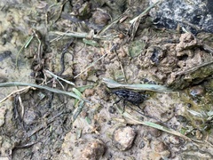 Sphenophorus cariosus