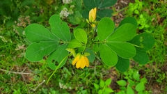 Senna obtusifolia