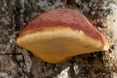 Fomitopsis pinicola