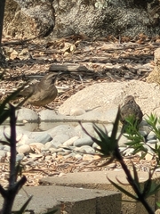 Toxostoma redivivum