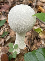 Amanita polypyramis