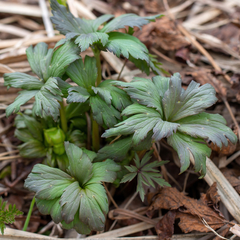 Trollius europaeus
