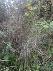 Equisetum telmateia