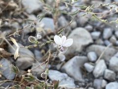 Blepharipappus scaber