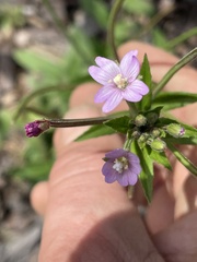 Epilobium parviflorum