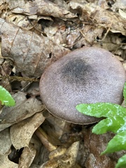 Cortinarius violaceus