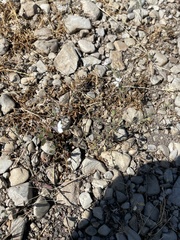 Blepharipappus scaber