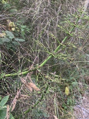 Equisetum telmateia