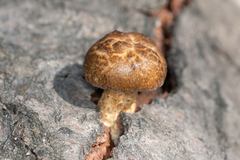 Lentinus substrictus