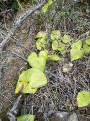 Maianthemum dilatatum