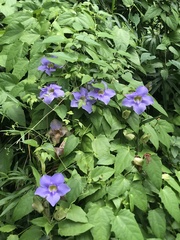Thunbergia