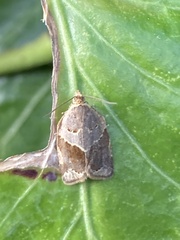 Clepsis dumicolana