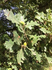 Quercus pubescens