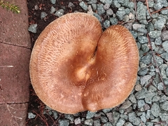 Paxillus