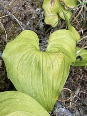 Maianthemum dilatatum